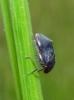 Penthimia nigra
